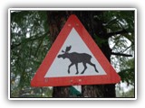 Uwaga: łosie